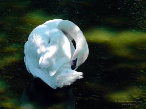 curled swan hamptons new york